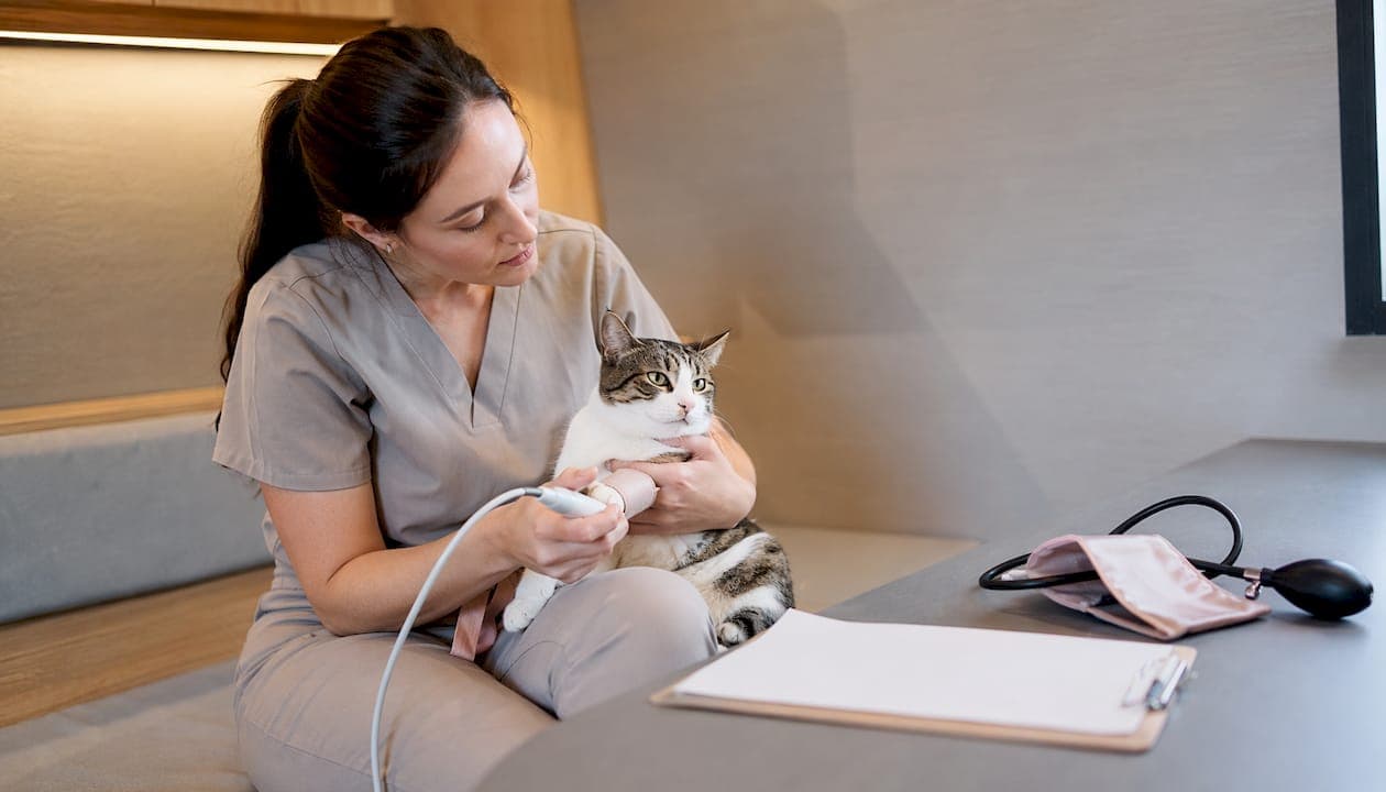 Cat Blood Pressure Test for Owners: What to Expect