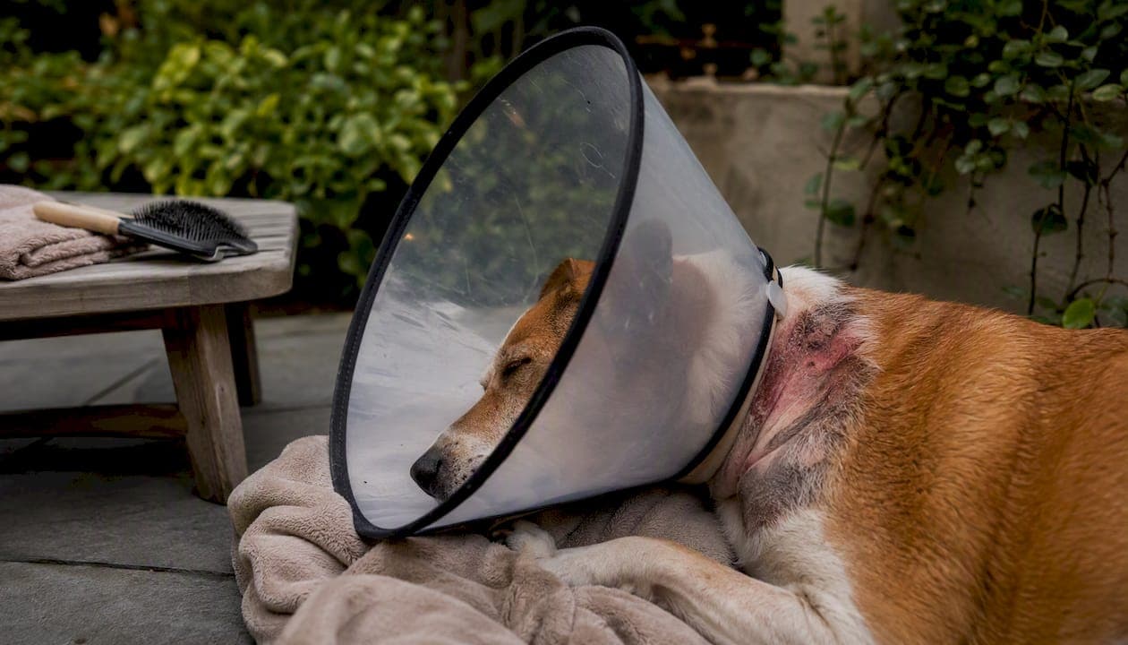 Hot Spots on Dogs: Causes, Treatment, and Prevention