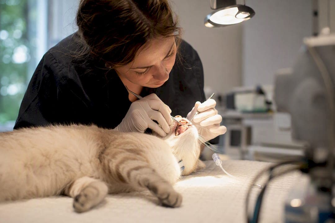 Cat Dental Cleaning: What a Professional Cleaning Involves