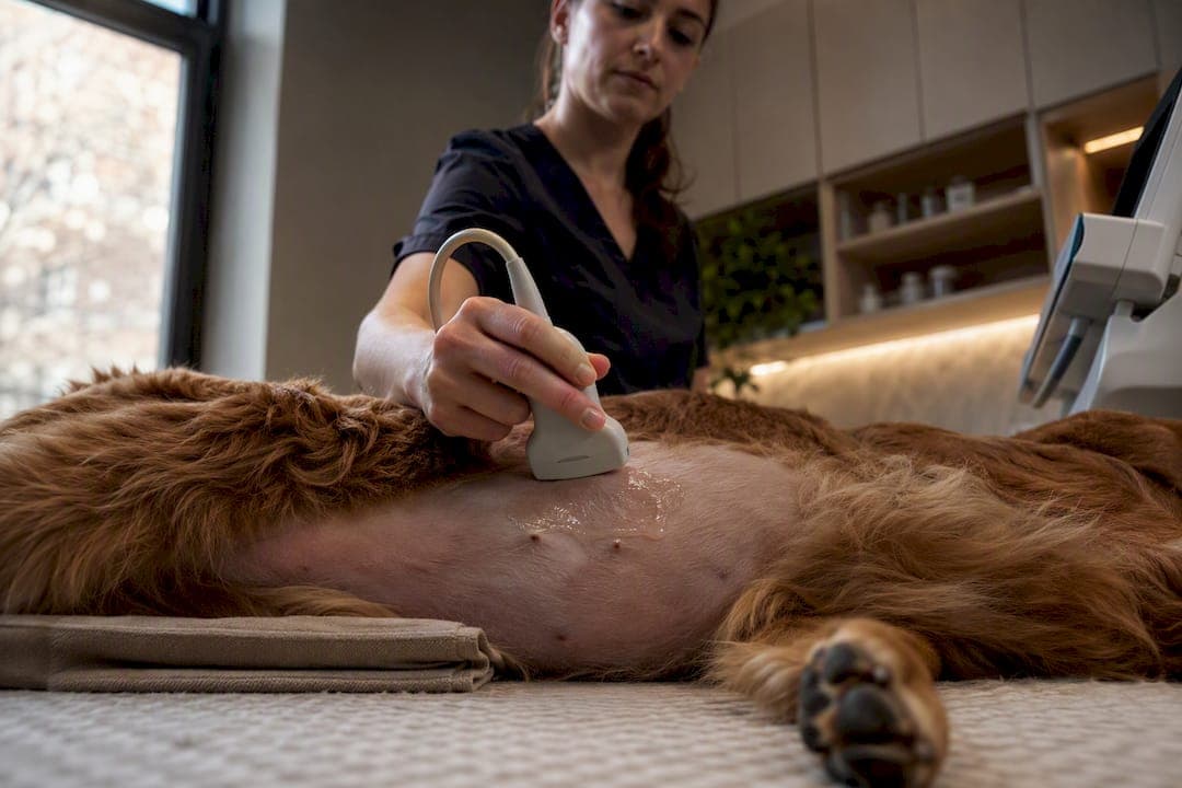 Fear Free Clinic Backed Pet Ultrasound Prep for Anxious Owners