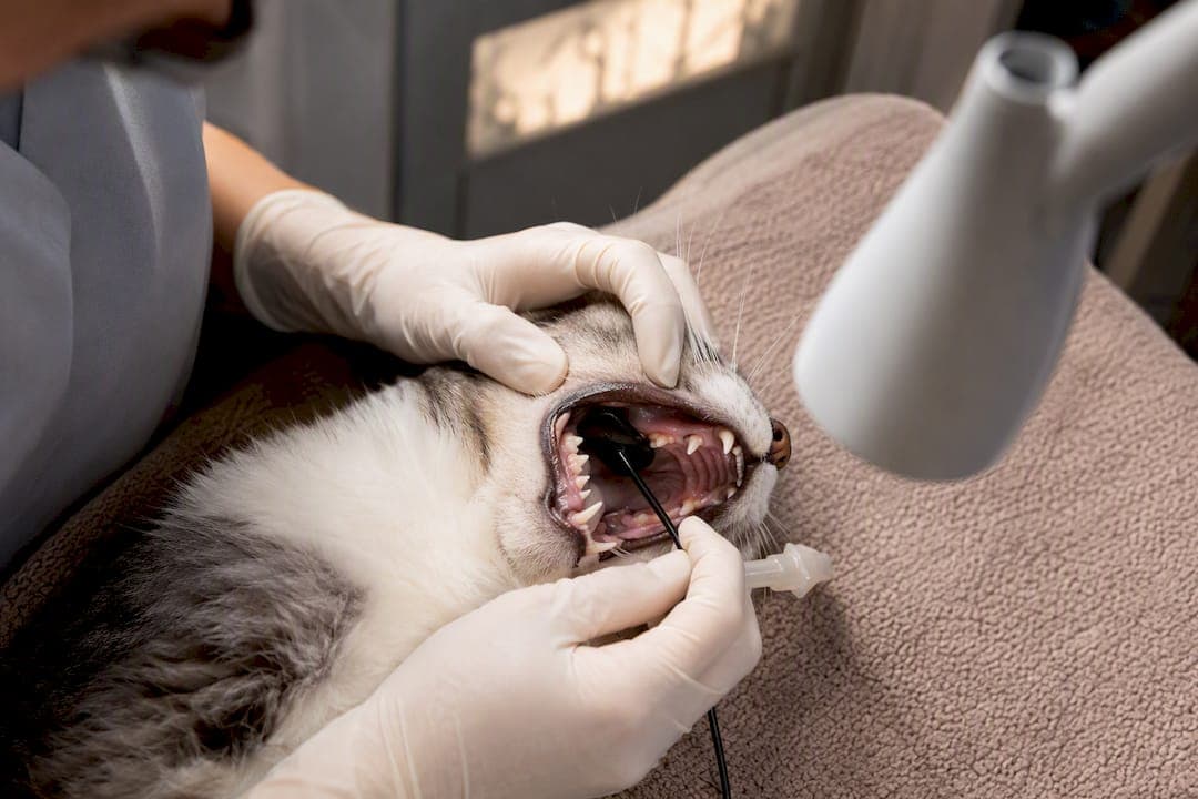 Cat Owners: Spot Tooth Resorption Early and Get Fear Free Radiographs