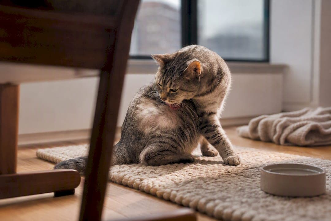 Veterinary-First Cat Overgrooming Care With Fear Free Home Visits