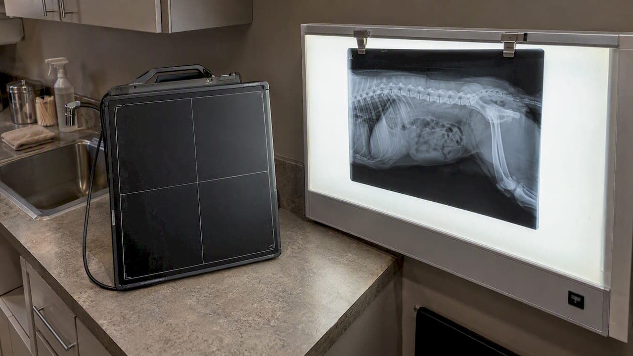 Digital X Ray vs Film for Pets: Why Dose Creep Still Matters